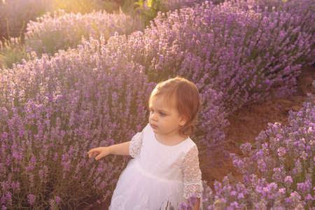 Beautiful baby girl in a white dress walking with a bouquet in a lavender field. Sunset view. Summer scenic view. Portrait of blonde baby girl.の写真素材