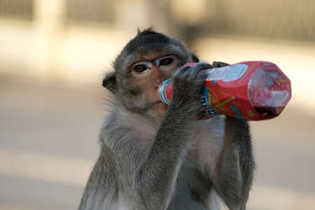 LOPBURI, THAILAND - JAN 21: A monkey with a bottle of sweet drinks on January 21,2017 in Lopburi, Thailand. Lopburi province is known as a city of monkey.のeditorial素材