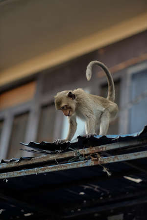 A monkey on the roof of an abandoned buildidng.