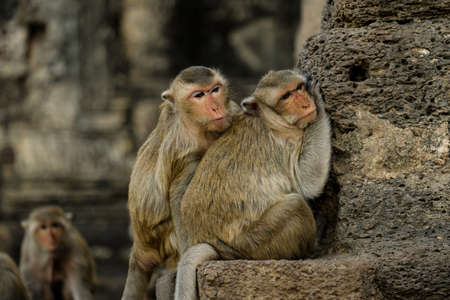 Monkeys at Prang Sam Yod historic site in Lopburi, Thailand.の写真素材