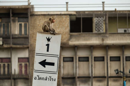 LOPBURI, THAILAND - JUL 2: A monkey is sitting on the highway sign in Lopburi, Thailand on July 2, 2016.のeditorial素材