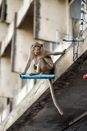 Monkeys in Lopburi, Thailand.の写真素材