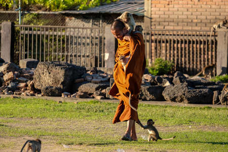 LOPBURI, THAILAND - NOV 26: A monk with many monkeys around him on November 26,2016 in Lopburi, Thailand.のeditorial素材
