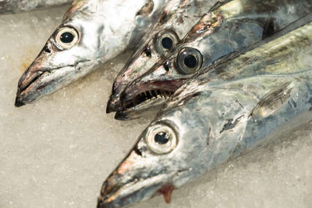 Fresh seafood at fish market.の写真素材