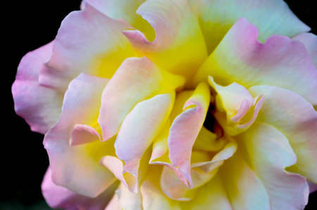 The rose flower の写真素材