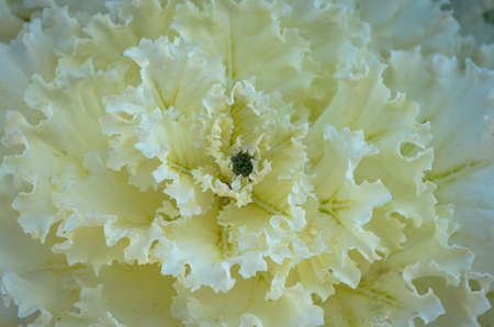 White Chrysanthemumの写真素材