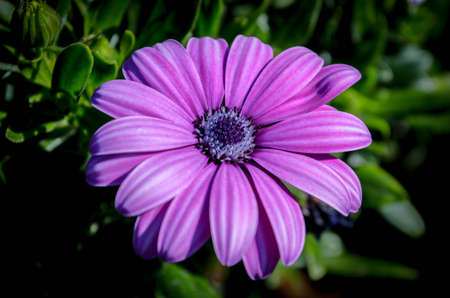 African daisy flowerの写真素材