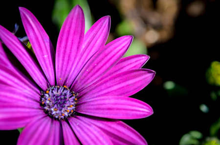 African daisy flower