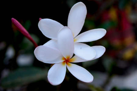 Plumeria flowerの写真素材