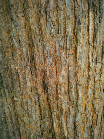Brown wood texture