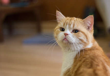 Curious cat