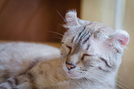 Sleepy catの写真素材
