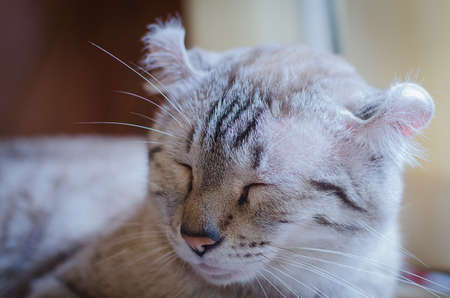 cute cat is rest sleepingの写真素材