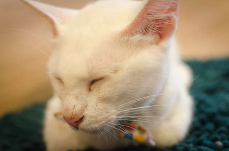 Sleepy catの写真素材
