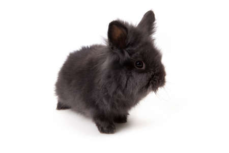 Easter Bunny - Easter Bunnyの写真素材