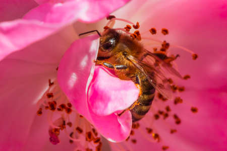 honey bee - Honey Beeの写真素材