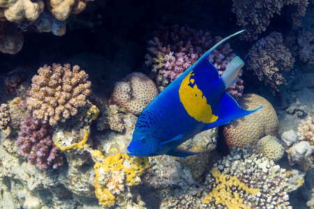 Sickle Angelfish - Pomacanthus maculosus Blue in Egypt, Red Seaの写真素材