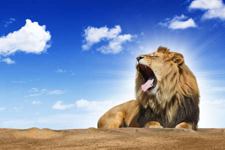 roaring lion under blue sky
