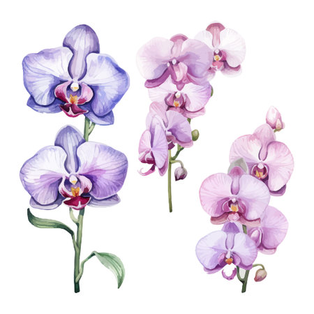 Watercolor orchid flowers set. Hand drawn vector illustration isolated on white backgroundのイラスト素材