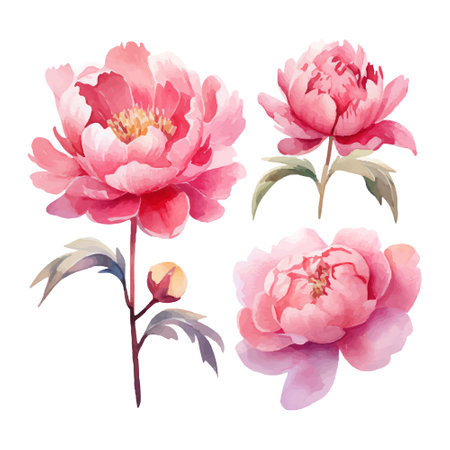 Watercolor peony flowers set isolated on white background. Hand-drawn illustration.のイラスト素材