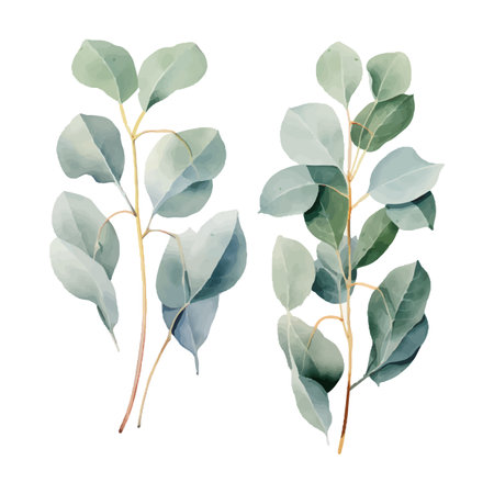 eucalyptus plant set, watercolor vector illustration, isolated on white backgroundのイラスト素材