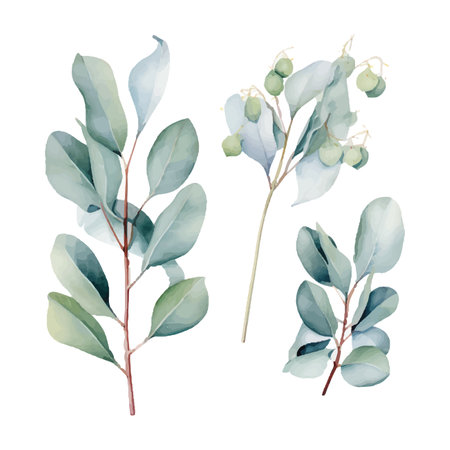 eucalyptus plant set, watercolor vector illustration, isolated on white backgroundのイラスト素材