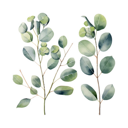 eucalyptus plant set, watercolor vector illustration, isolated on white backgroundのイラスト素材