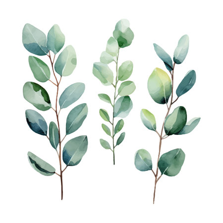 eucalyptus plant set, watercolor vector illustration, isolated on white backgroundのイラスト素材