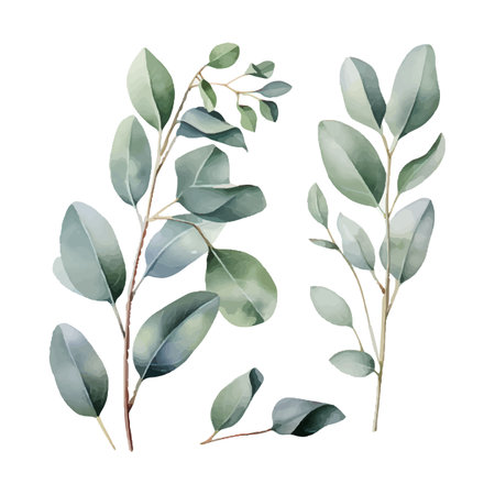 eucalyptus plant set, watercolor vector illustration, isolated on white backgroundのイラスト素材
