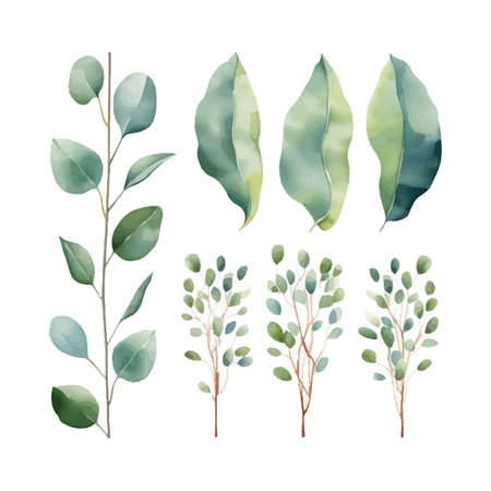 eucalyptus plant set, watercolor vector illustration, isolated on white backgroundのイラスト素材