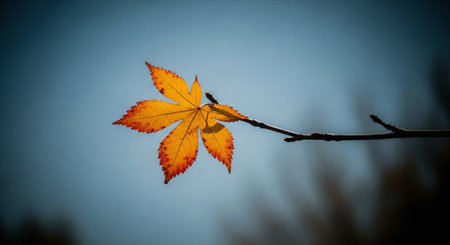 Autumn leaves on a tree branch. Shallow depth of field.の素材