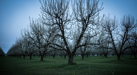 Blossoming orchard in the springtime, horizontal panoramaの素材