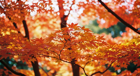 Maple leaves in autumn at kyoto, japan.の素材