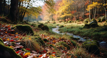 Autumn forest landscape with colorful trees and stream in the morning.の素材