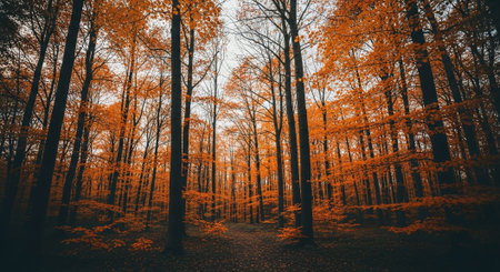 Autumn forest. Beautiful autumn forest. Autumn forest. Autumn forest.の素材