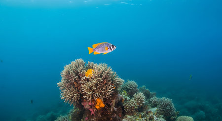 Tropical fish on a coral reef in the Red Sea.の素材