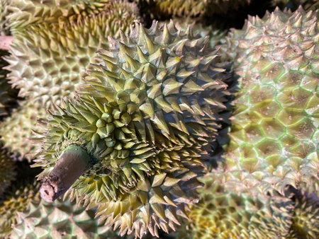 Close up of Durian fruit in the market,Thailand.