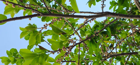 Close up of ficus fruits on tree with blue sky background