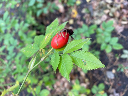 Red rosehip with a bug on the stem in the garden.の写真素材