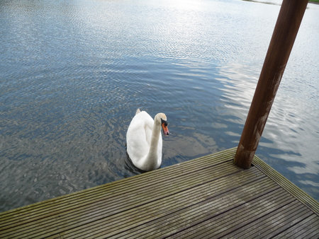 A white mute swan swims gracefully in blue water next to a wooden dock and post.の写真素材