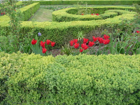 Flowerbed bursting with vibrant tulips in full bloom, framed by meticulously trimmed bushes forming elegant curved patterns that add a touch of artistic whimsy to the landscape.の写真素材