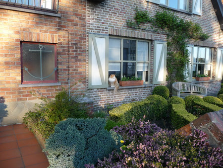 Beautiful garden with flowers and plants in front of a brick house. Cat is sitting in front of window.の写真素材
