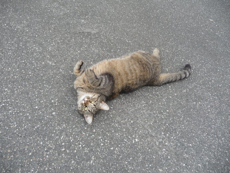 Domestic cat lying on the asphalt in a cute poseの写真素材