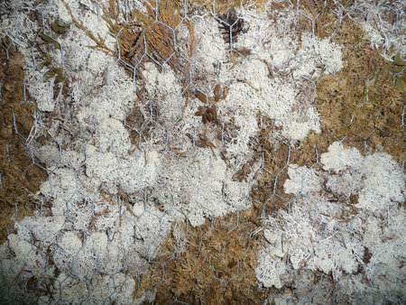 The surface of the wall is covered with white lichen. Close-up.の写真素材