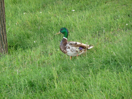 Mallard duck on the green grass in a meadow.の写真素材
