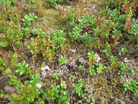 Red and green lingonberry leaves and berries on the ground in the forestの写真素材
