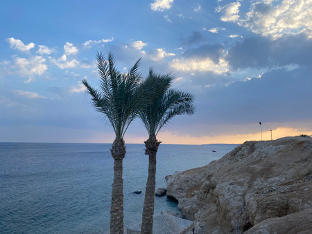 Palm trees on the coast of the Red Sea.の写真素材