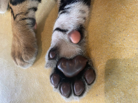 Tiger's cub paw on the floor, closeup of paw and clawsの写真素材
