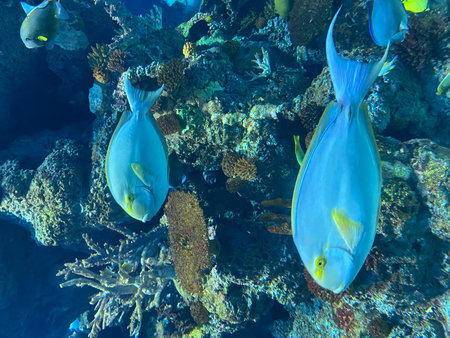 Tropical fish on a coral reef.の写真素材