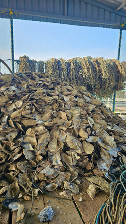 Dried oysters in a fish farm, closeup of photoの写真素材